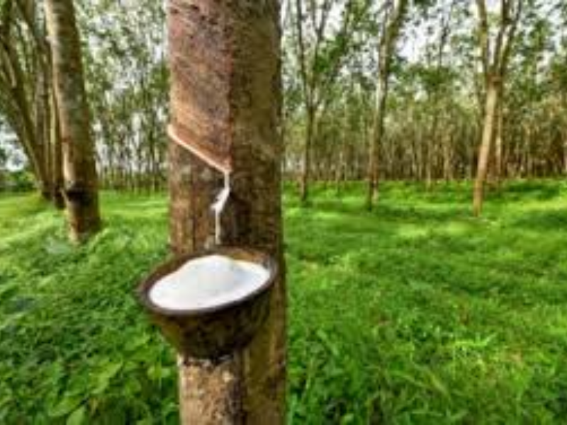 Côte d’Ivoire : du caoutchouc naturel aux pneus africains