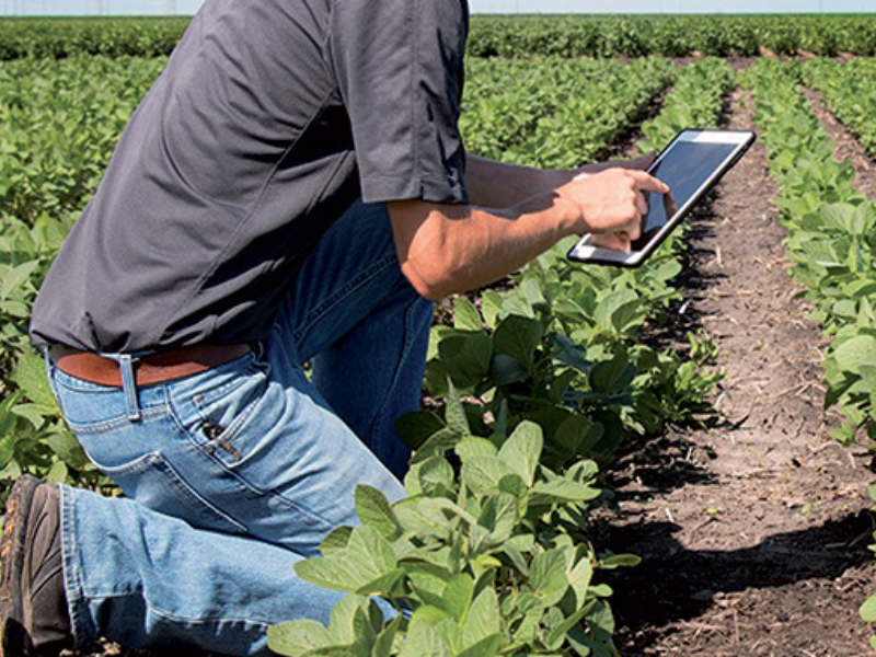 Emploi rural : 40 000 jeunes formés à l'entrepreneuriat agricole au Maroc