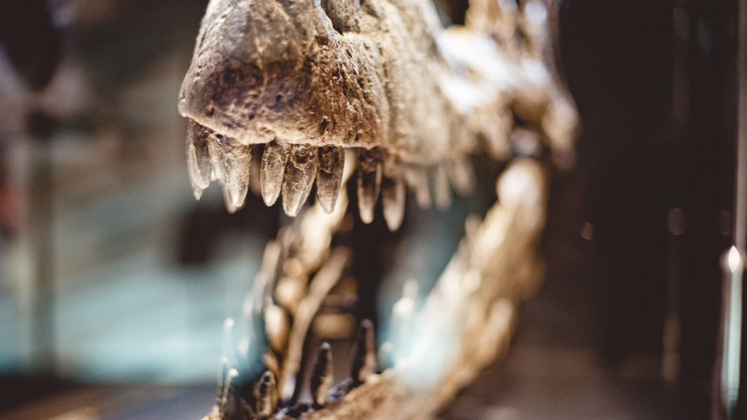 Pluridens imelaki, le prédateur marin vieux de 66 millions d’années, identifié au Maroc