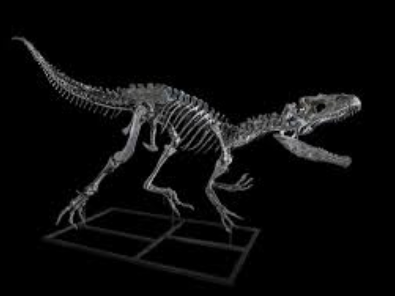 Tendrara : un dinosaure préhistorique reconstitué