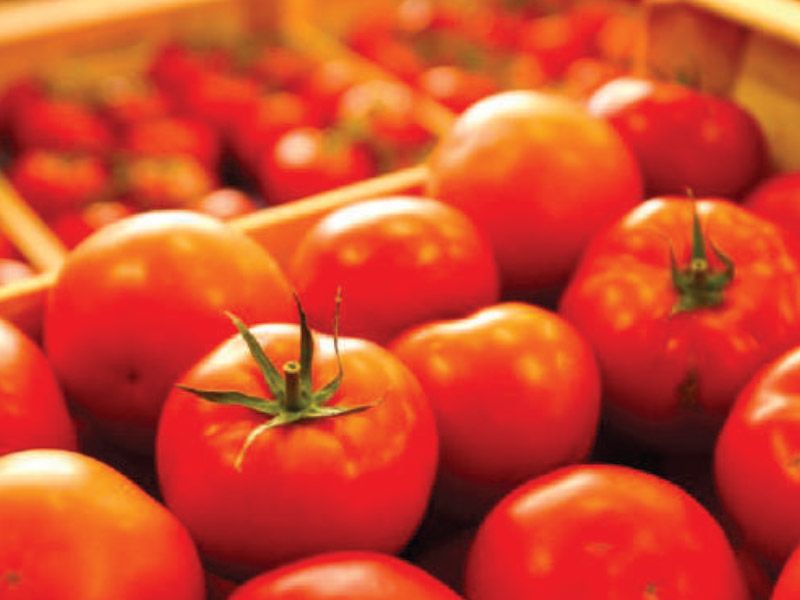 Tomates : le Maroc accorde 750 DH par tonne pour soutenir les exportations hors UE