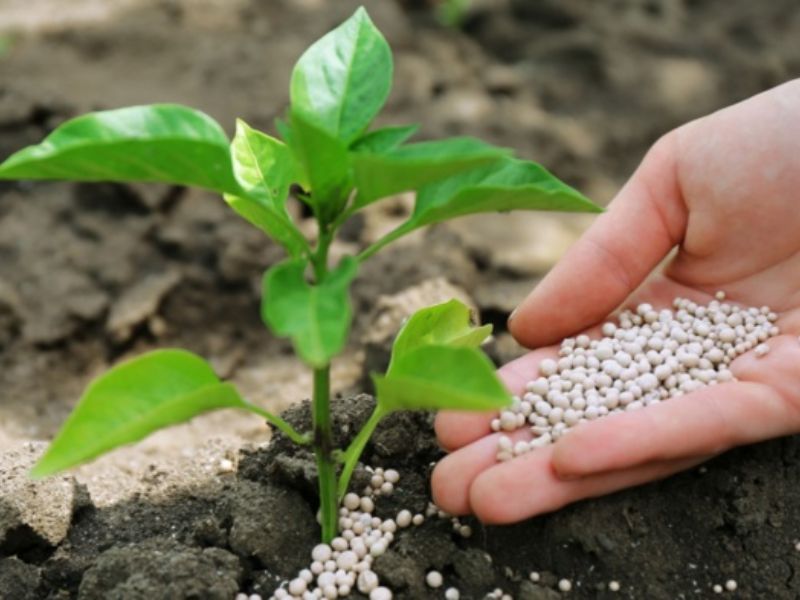 Engrais : Fitch anticipe une hausse des intrants, les phosphates du Maroc résistent