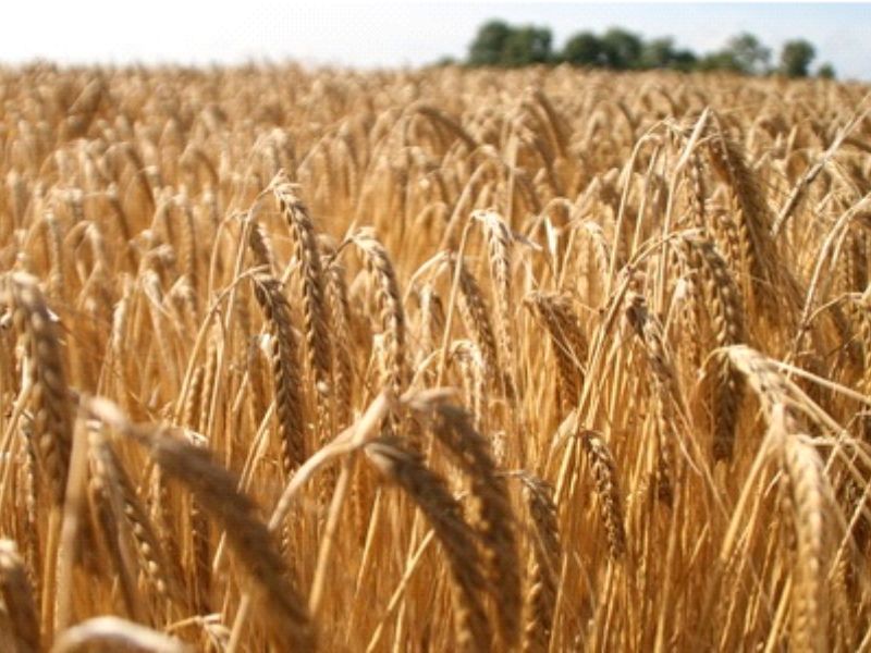 Orge en Afrique : le Maroc consolide sa 2e place et s’affirme en leader régional