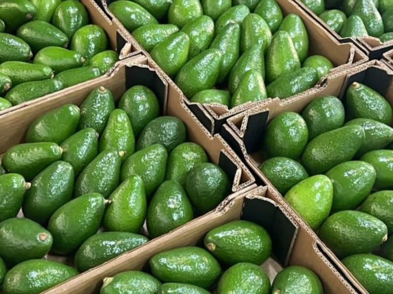Avocat marocain : une campagne sous tension qui fragilise les exportations