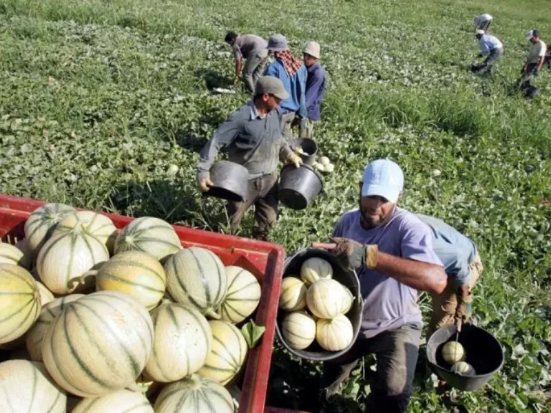 En Corse, une économie sous tension de plus en plus dépendante de la main-d’œuvre marocaine
