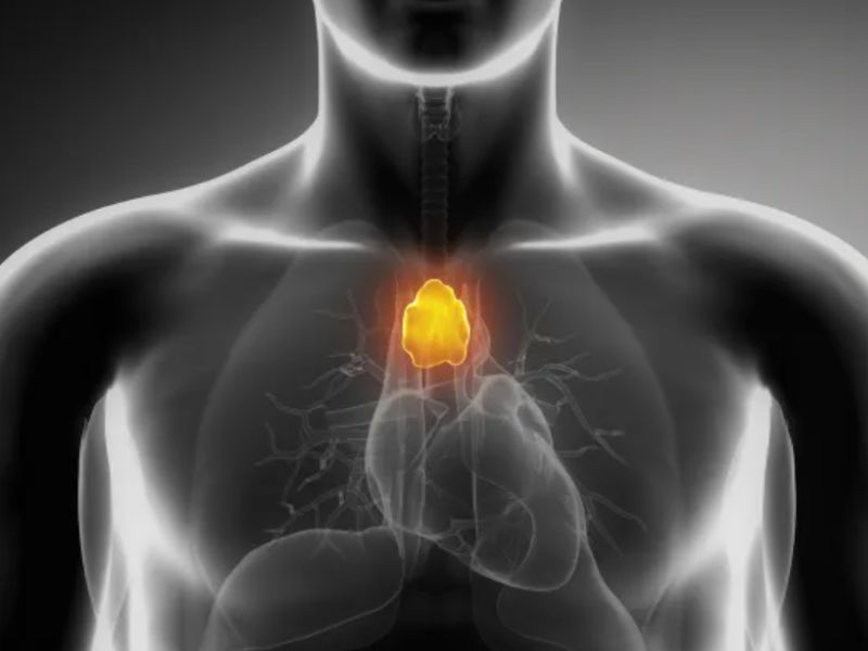 Le thymus, baromètre de longévité : moins de cancers, moins d’infarctus