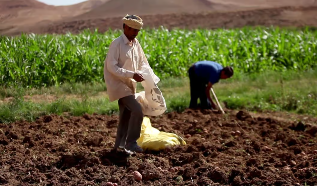 Souss-Massa : lancement de 10 projets d’agriculture solidaire