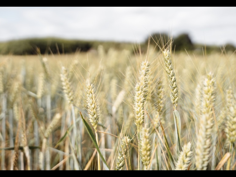 Importations céréales : le Maroc vise 30 millions de quintaux