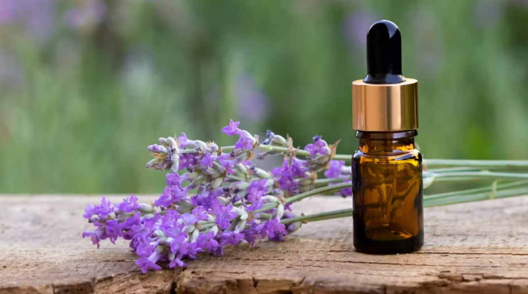 Lavande aspic : quels sont ses bienfaits pour la peau ?