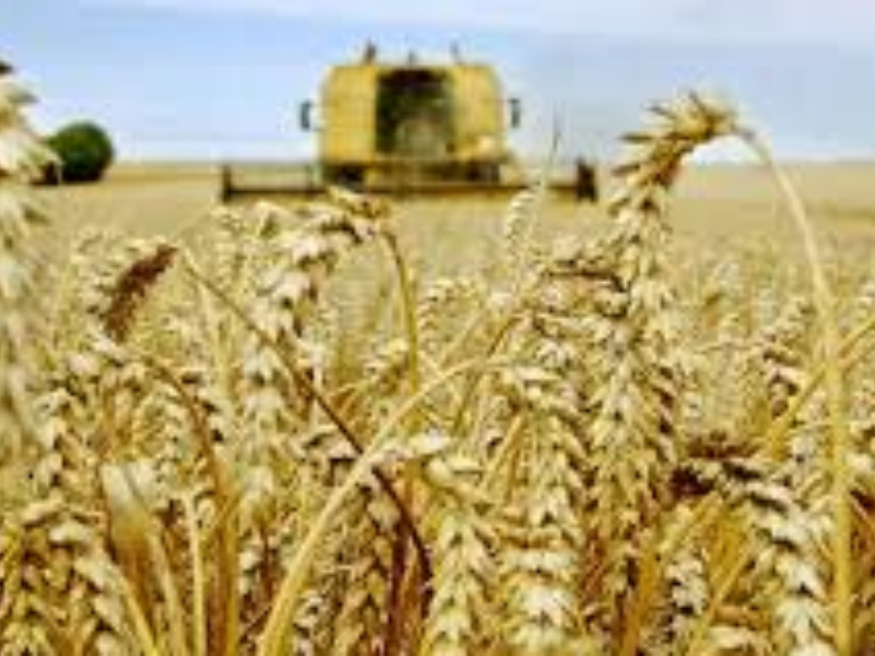 Campagne céréalière record : Bonne nouvelle agricole, mauvaise illusion stratégique ?