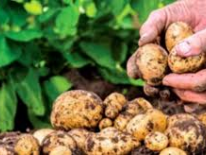 Larache relance la pomme de terre