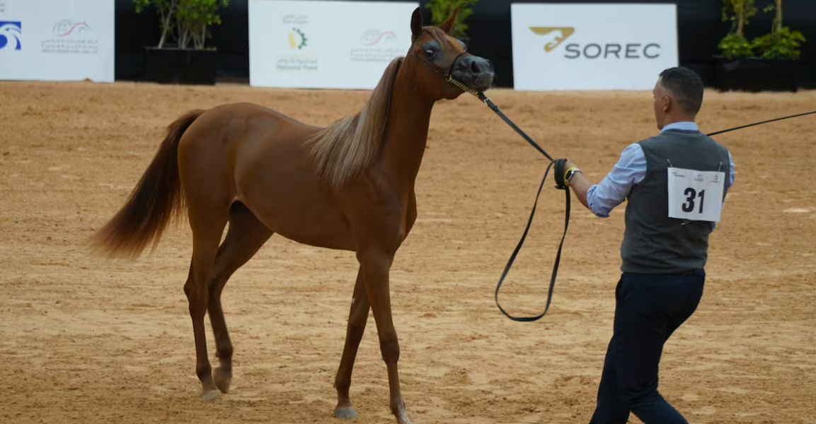Le Maroc célèbre l’excellence du cheval arabe