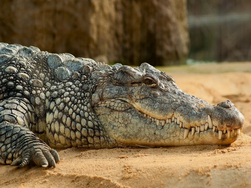 Le Maroc étudie la réintroduction du crocodile dans ses écosystèmes du Sud