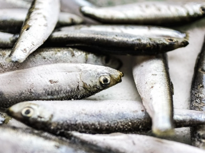 Des sardines rappelées dans toute la France après la détection d’un taux élevé d’histamine