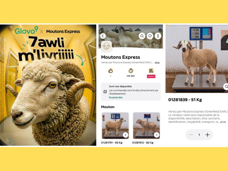 Glovo Maroc lance un service de livraison de moutons pour l’Aïd Al-Adha via son application