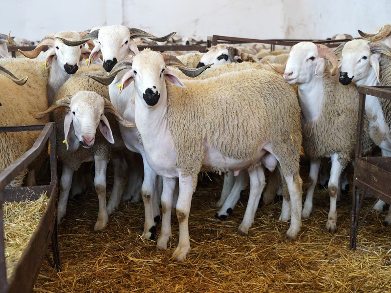Aïd Al-Adha : des milliards de dirhams d’aides, mais des moutons toujours hors de prix