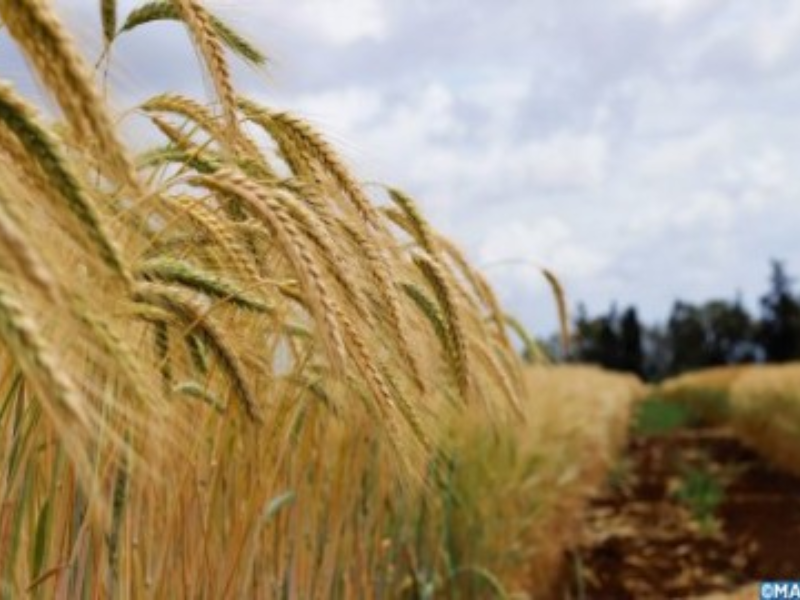 Céréales : Casablanca-Settat en tête