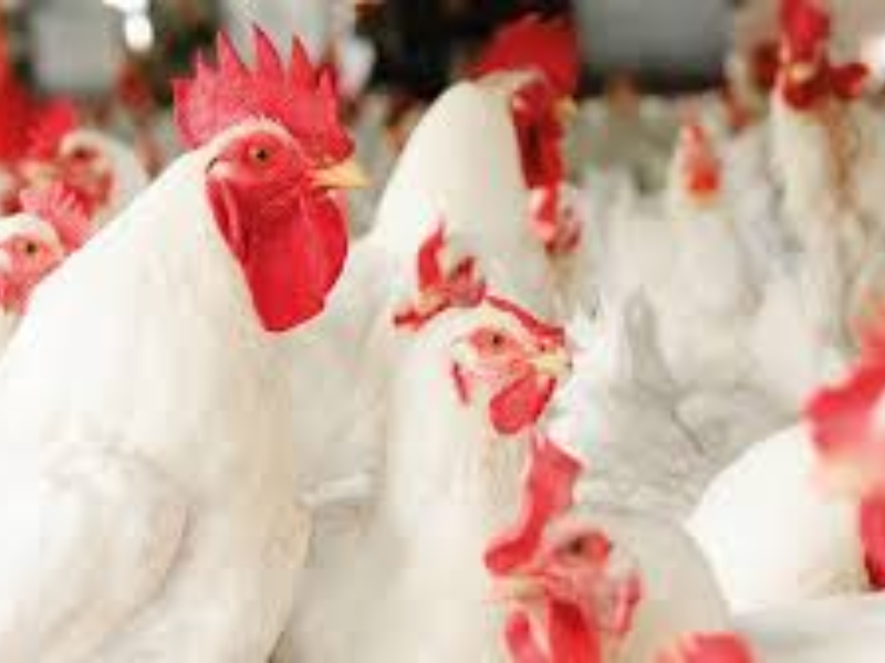 Filière avicole : Le prix du poulet vivant s’effondre