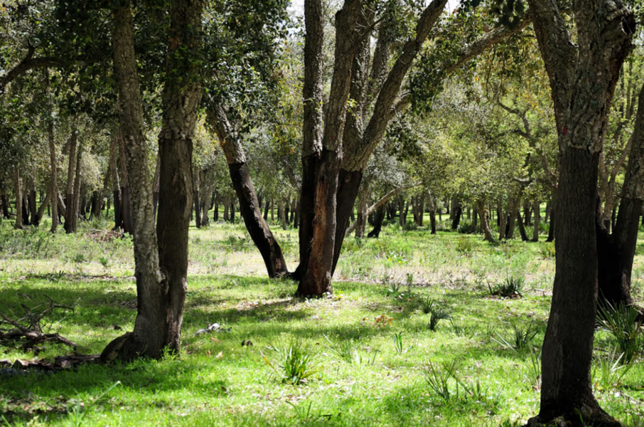 Forêts du Maroc : l’ANEF fait le point sur une stratégie à plus de 580 millions d’euros