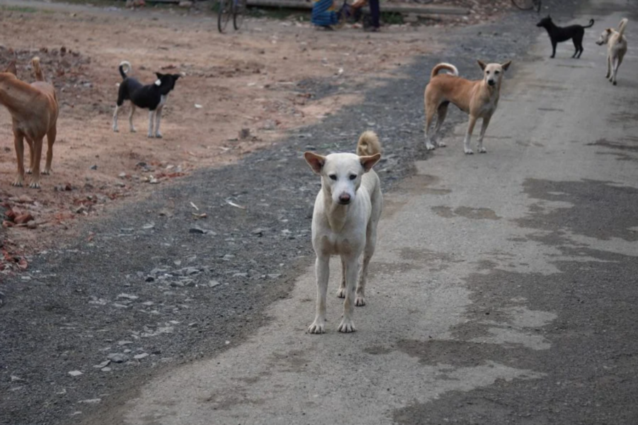 Animaux errants : la nouvelle loi qui change les règles au Maroc