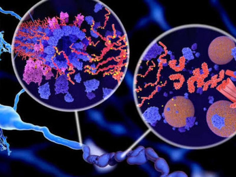 Alzheimer : une protéine naturellement présente dans le cerveau pourrait limiter les dommages liés à la maladie