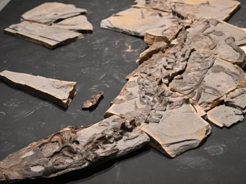 Paléontologie : le Maroc livre un nouveau crocodile jurassique