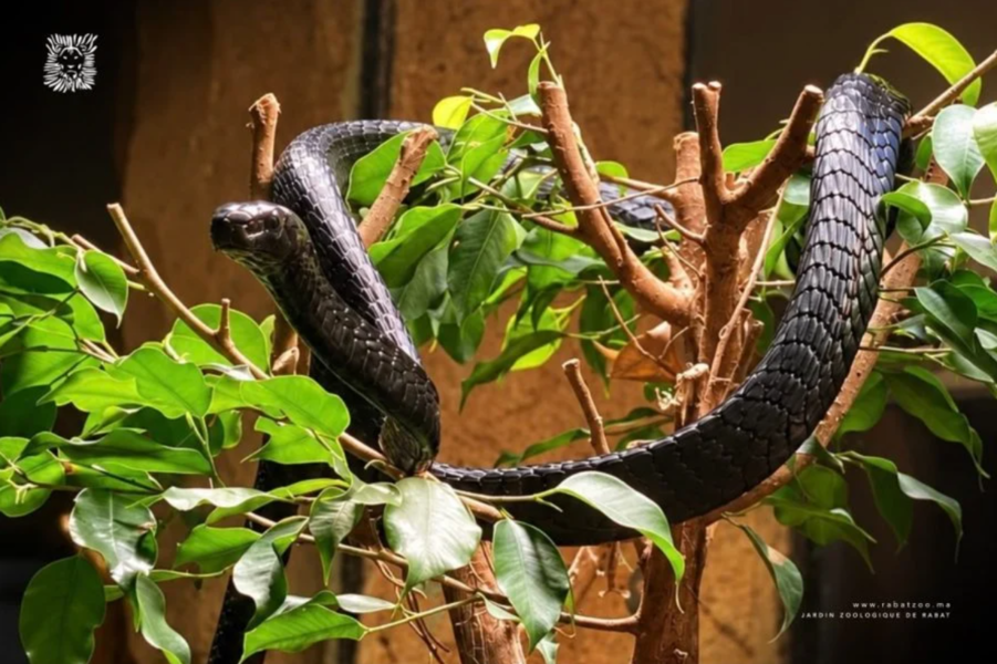 Zoo de Rabat : 72 nouveaux reptiles et amphibiens rejoignent le Vivarium