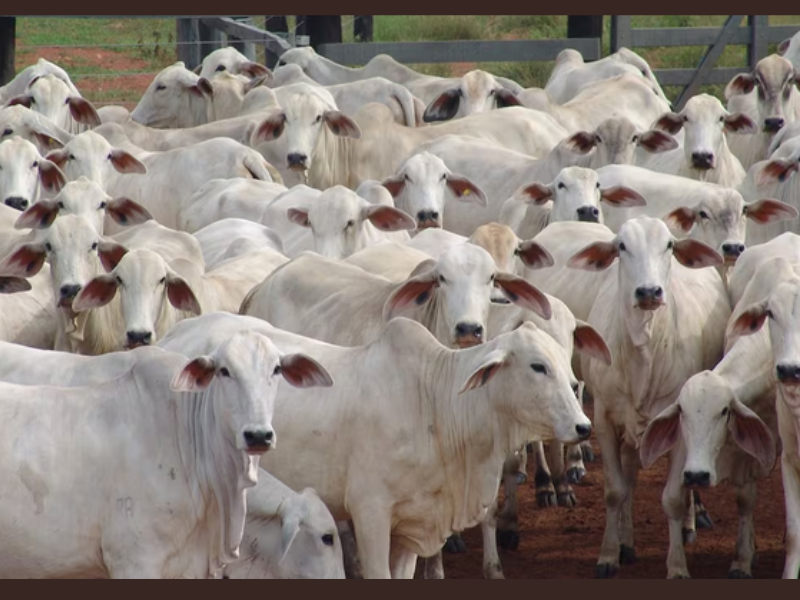 Viande rouge : le Maroc, troisième client de l'Uruguay pour les bovins vivants
