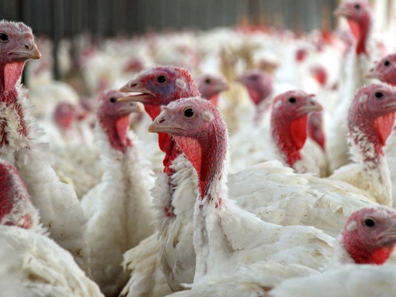Maroc : les prix du poulet repartent à la hausse, une baisse attendue dès décembre
