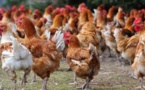 La grippe aviaire s'invite au bal masqué ..