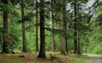 Journée internationale des forêts
