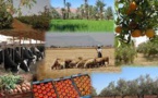 Les pires échecs du ministre de l'Agriculture :  Marocains , vous méritez mieux !