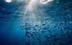 Que vont devenir les océans sous l'effet du réchauffement climatique ?