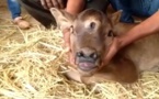 Inde : naissance d'un veau à trois yeux et quatre narines