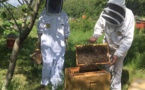 Face à la disparition des abeilles qui ne faiblit pas, le gouvernement met le paquet