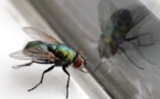 7 astuces naturelles pour se débarrasser des mouches dans la maison