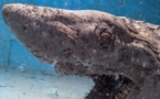 Un requin momifié découvert dans un aquarium abandonné en Espagne