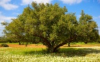 Taghazout : Bientôt l'ouverture d'un musée de l’Arganier