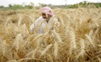 Restrictions : L'Inde, deuxième producteur mondial, interdit ses exportations de blé