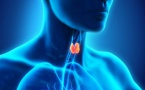 Une Thyroïde paresseuse : Quand cette glande fonctionne en deçà de ses moyens
