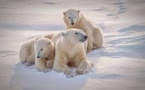 Découverte d’ours polaires qui pourraient résister au réchauffement