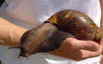 Phénomène : Invasion d’escargots géants en Floride