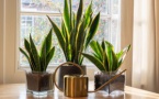 Plante anti-chaleur : le Sansevieria vous aide à rafraîchir votre maison 