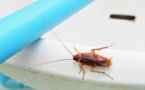 Cafards : 4 astuces pour les chasser définitivement de votre maison