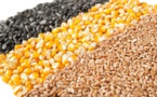 Céréales &amp; huiles végétales : Net recul des cours mondiaux en juillet