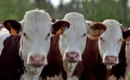 Baisse de la production de lait : pénurie en vue ?