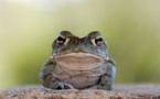 "Ne léchez pas ce crapaud hallucinogène": l'alerte des parcs nationaux américains