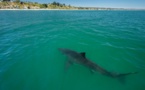 Australie : Un requin-tigre filmé à quelques mètres des baigneurs près d’une plage