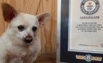 Le plus vieux chien du monde est un chihuahua de 23 ans
