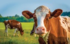 Bill Gates veut limiter l'impact des rots de vaches sur le changement climatique